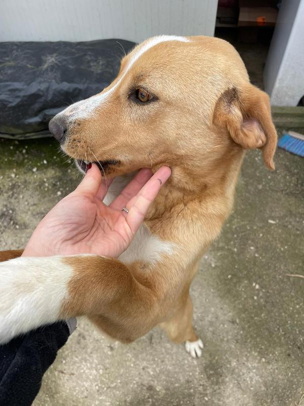 DOLCISSIMO CUCCIOLONE : OLIVER Foto 3