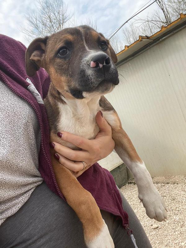 IL TENERO CHOCO Foto 2