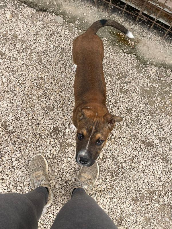 IL TENERO CHOCO Foto 3