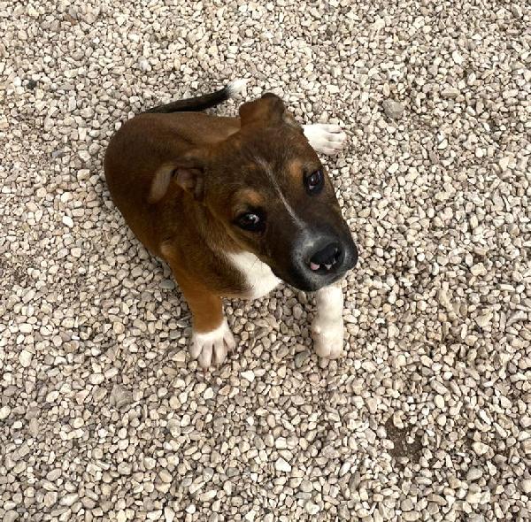 IL TENERO CHOCO Foto 4