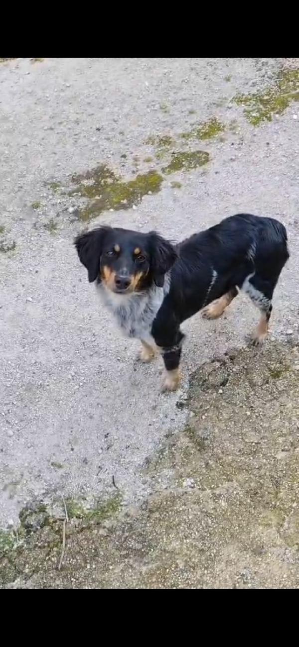 Daila Dolcissima Simil Volpina Tricolore