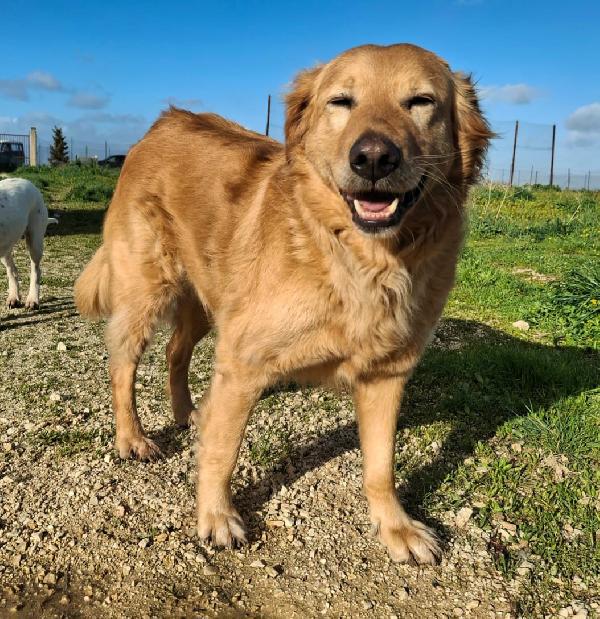 Julia 5 Anni Mix Golden