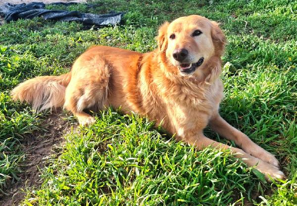 Julia 5 anni mix golden Foto 2