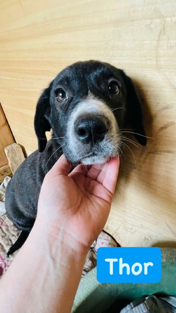 Taco e Thor cuccioli cercano casa  Foto 2