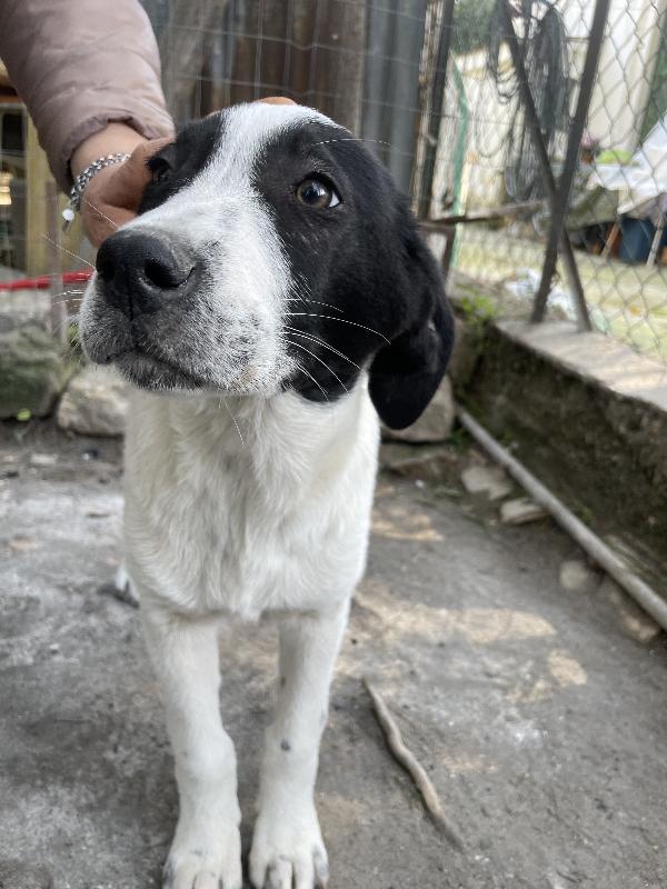 Taco e Thor cuccioli cercano casa  Foto 3