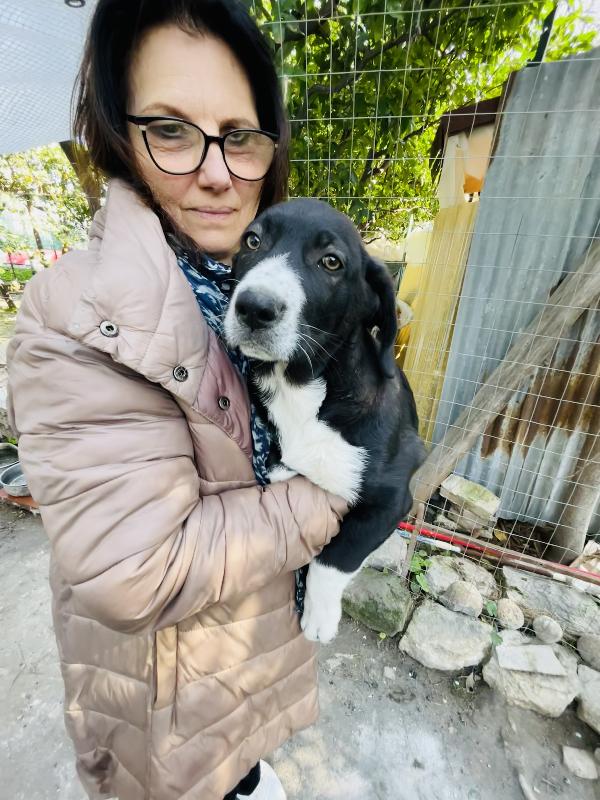 Taco e Thor cuccioli cercano casa  Foto 4