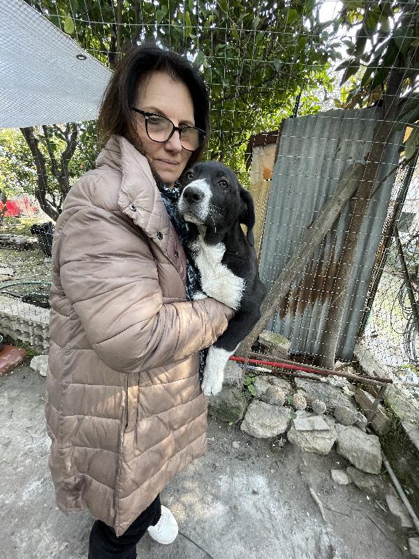 Taco e Thor cuccioli cercano casa  Foto 5