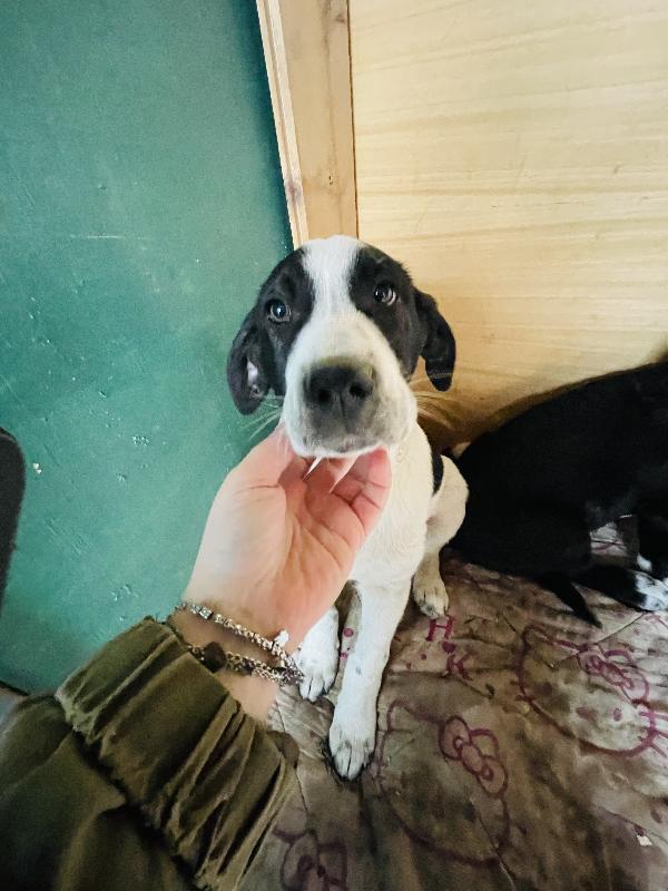 Taco e Thor cuccioli cercano casa  Foto 6