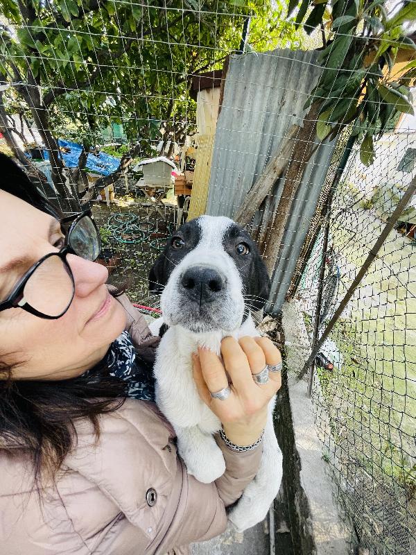 Taco e Thor cuccioli cercano casa  Foto 8