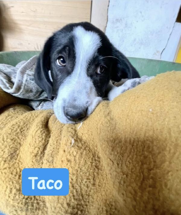 Thor e Taco in adozione  Foto 2