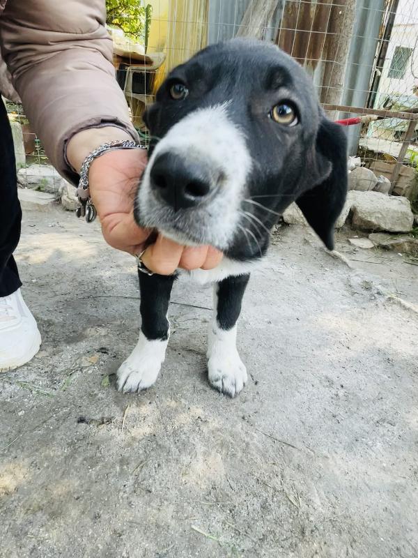 Thor e Taco in adozione  Foto 3