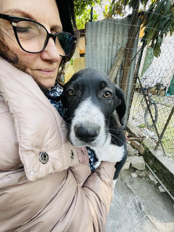 Thor e Taco in adozione  Foto 5