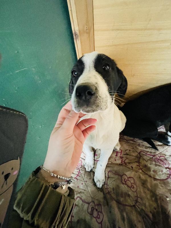 Thor e Taco in adozione  Foto 7