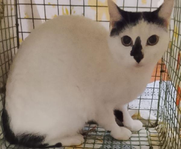 Micina 7/8Mesi Bellissima Sos Casa Palermo 