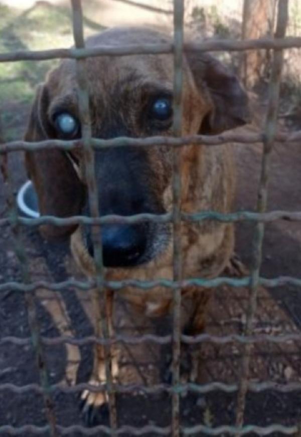 Iron Segugio adulto CIECO(non è stato curato in canile) LAZIO Foto 2