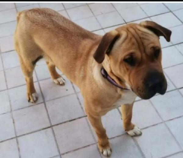 Simil Sharpei Femmina 6Anni Aspetta Da Tanto.sicilia