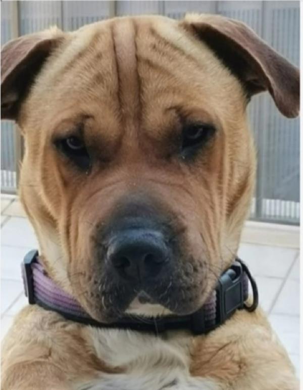 Simil Sharpei femmina 6anni aspetta da tanto.SICILIA Foto 2