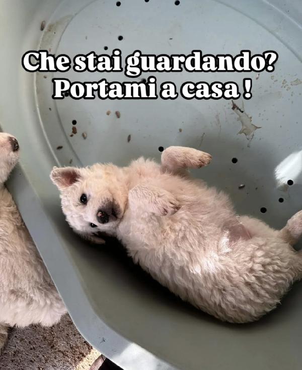 Meravigliosi cuccioli simil maremmano Foto 3