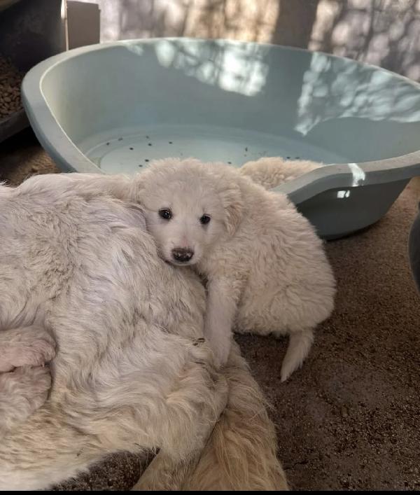 Splendidi Cuccioli Simil Maremmano 