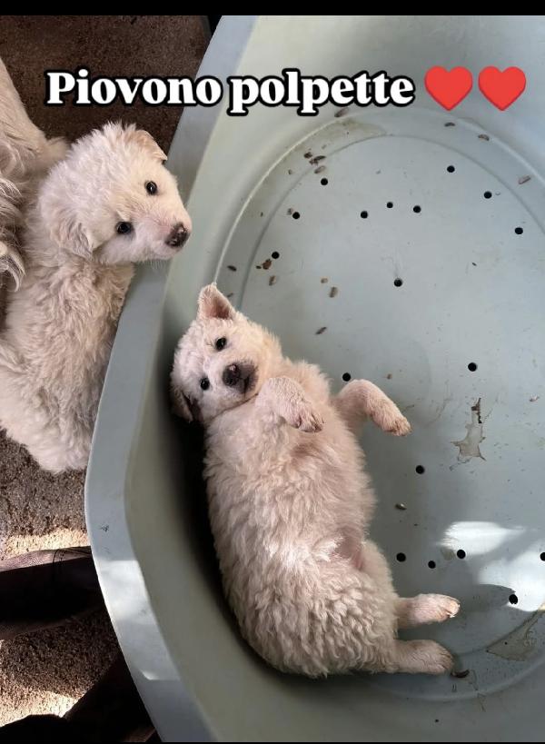 Splendidi cuccioli simil maremmano  Foto 2