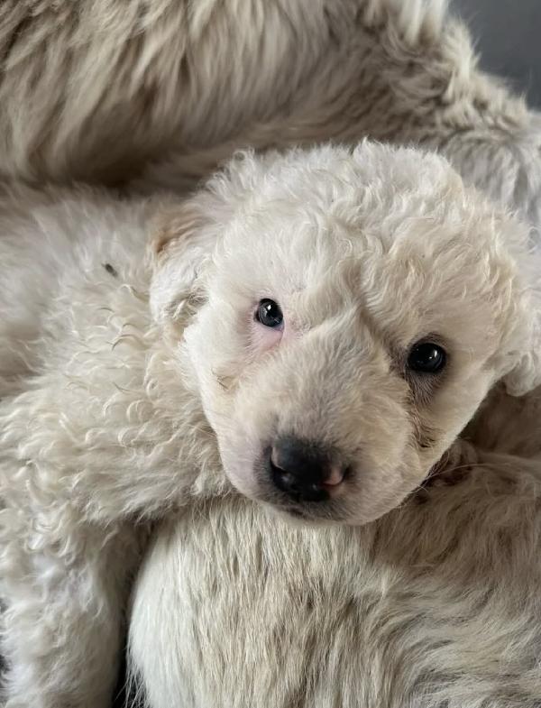 Splendidi cuccioli simil maremmano  Foto 3