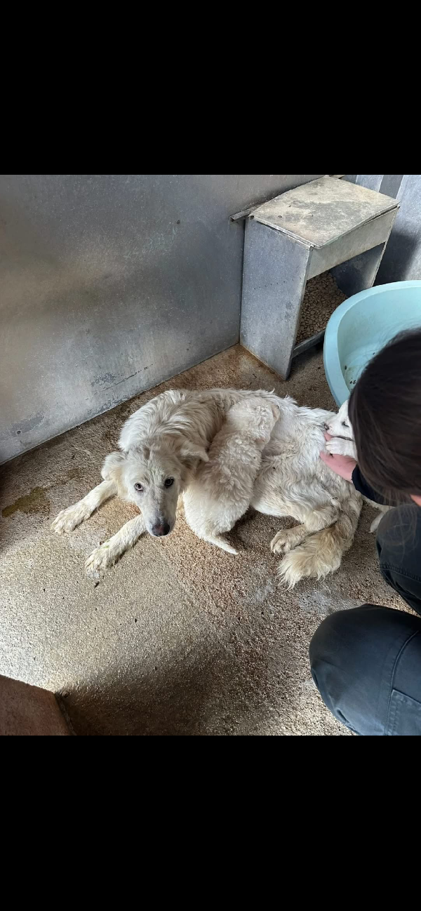 Splendidi cuccioli simil maremmano  Foto 5