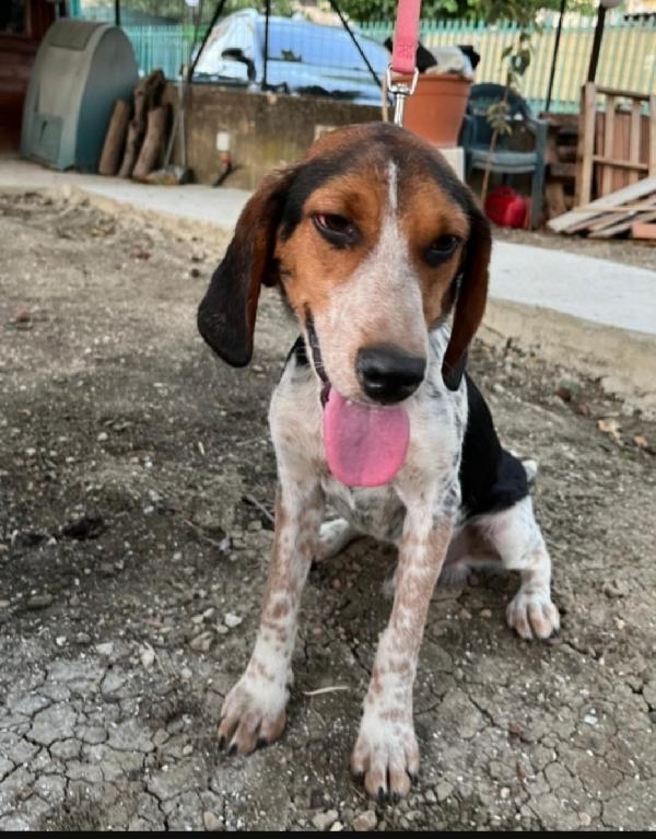 Ulisse Mix Beagle 2Anni E 1/2 Nn Trova Casa.sicilia