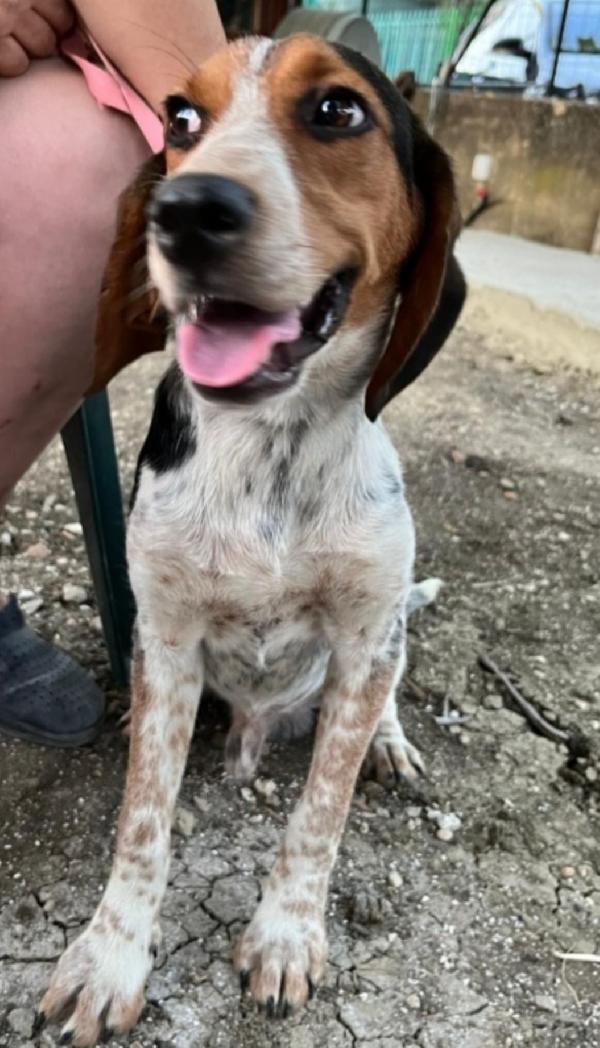 Ulisse mix Beagle 2anni e 1/2 NN TROVA CASA.SICILIA Foto 2