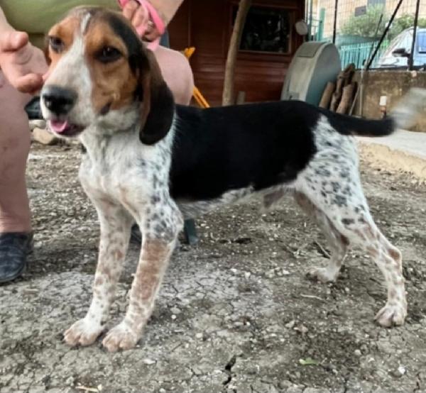 Ulisse mix Beagle 2anni e 1/2 NN TROVA CASA.SICILIA Foto 3