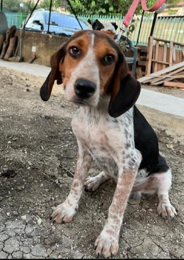 Ulisse mix Beagle 2anni e 1/2 NN TROVA CASA.SICILIA Foto 4