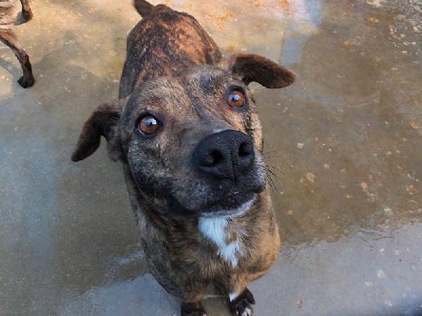 Tigro Buono E Simpatico