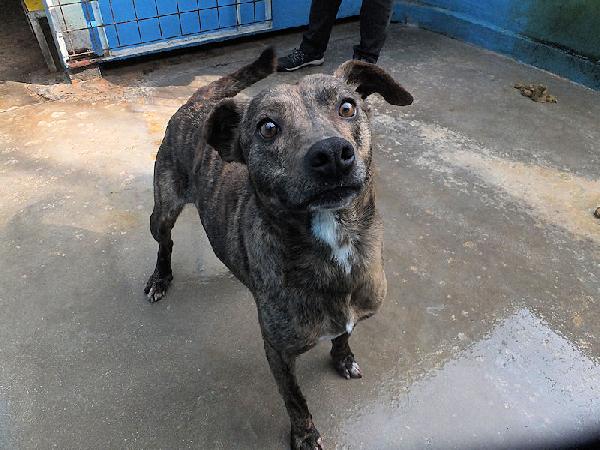 Tigro buono e simpatico Foto 3