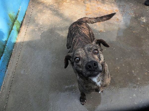 Tigro buono e simpatico Foto 6