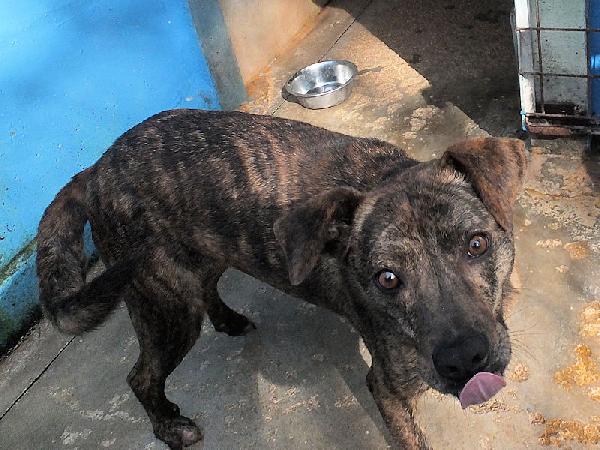 Tigro buono e simpatico Foto 7