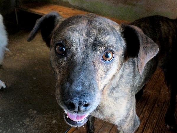 Tigro buono e simpatico Foto 8