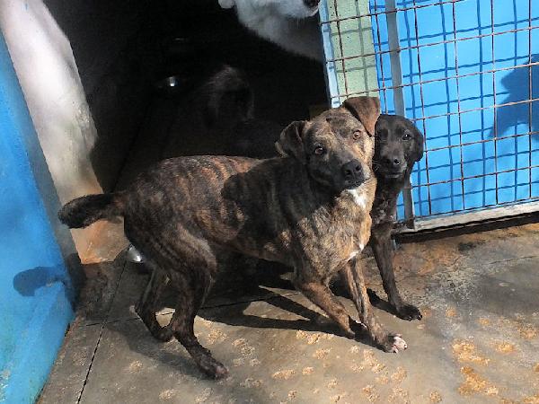 Tigro buono e simpatico Foto 9