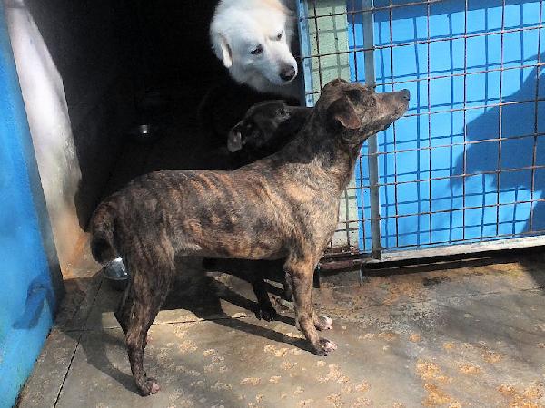 Tigro buono e simpatico Foto 11