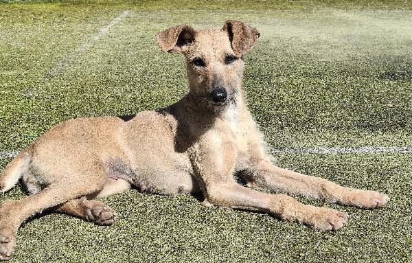 Eloise 2 Anni Taglia Media Piccola 