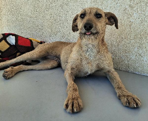 Eloise 2 anni Taglia media piccola  Foto 6