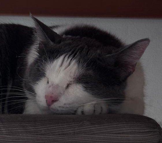 WEINE e UANA, adorabili mici da adottare! Foto 8