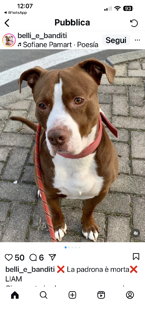 Liam un angelo di amstaff  Foto 2