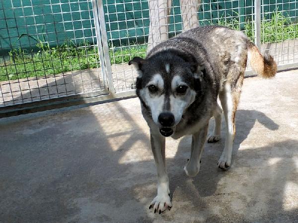 Meg lupetta gentile Foto 5