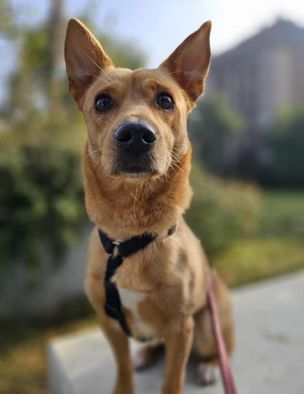 Femmina 5Anni Mix Bassotto/Jack Russel.milano