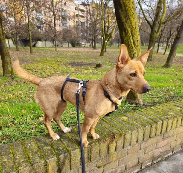 Femmina 5anni mix Bassotto/Jack Russel.MILANO Foto 2