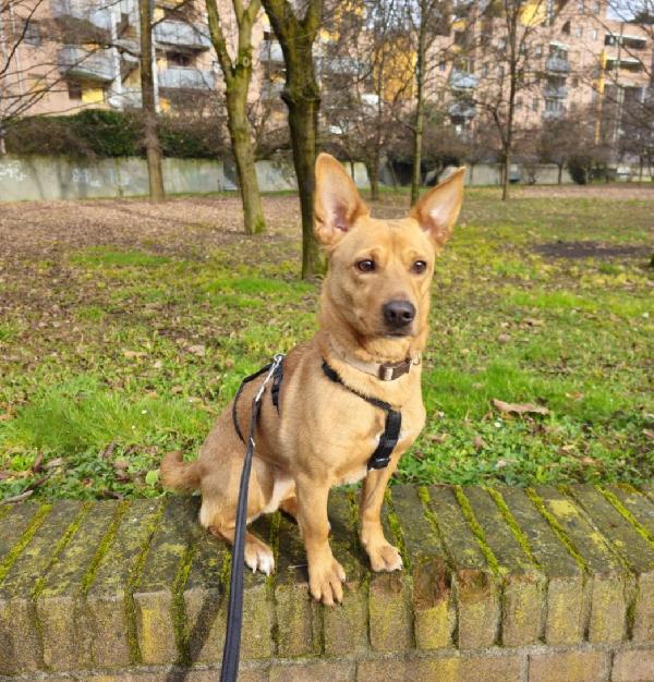 Femmina 5anni mix Bassotto/Jack Russel.MILANO Foto 3