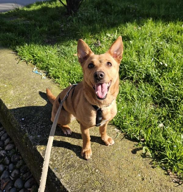 Femmina 5anni mix Bassotto/Jack Russel.MILANO Foto 4