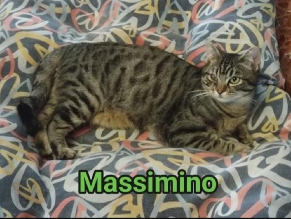 Massimino Micio 18Mesi 1Occhietto Velato.roma