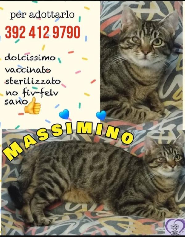 Massimino micio 18mesi 1occhietto velato.ROMA Foto 2
