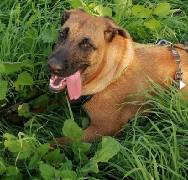 Gaia simil Pastore Malinois 3anni aspetta da cucciola.NAPOLI Foto 2