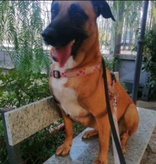 Gaia simil Pastore Malinois 3anni aspetta da cucciola.NAPOLI Foto 8